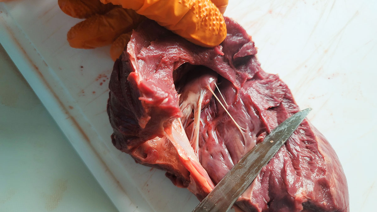 Cutting the heart into steaks.