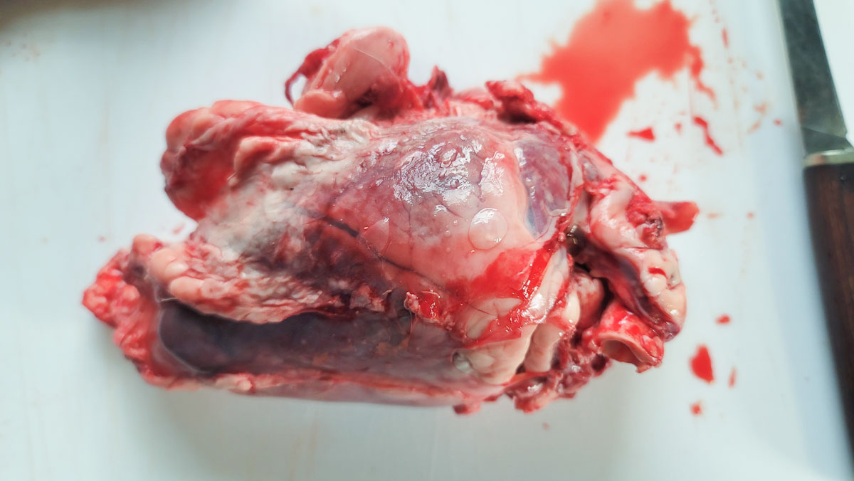 Deer heart prior to cleaning.