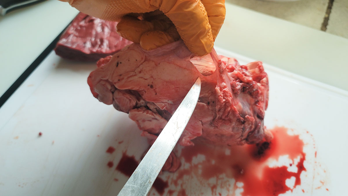 Opening the covering membrane to expose the muscle.