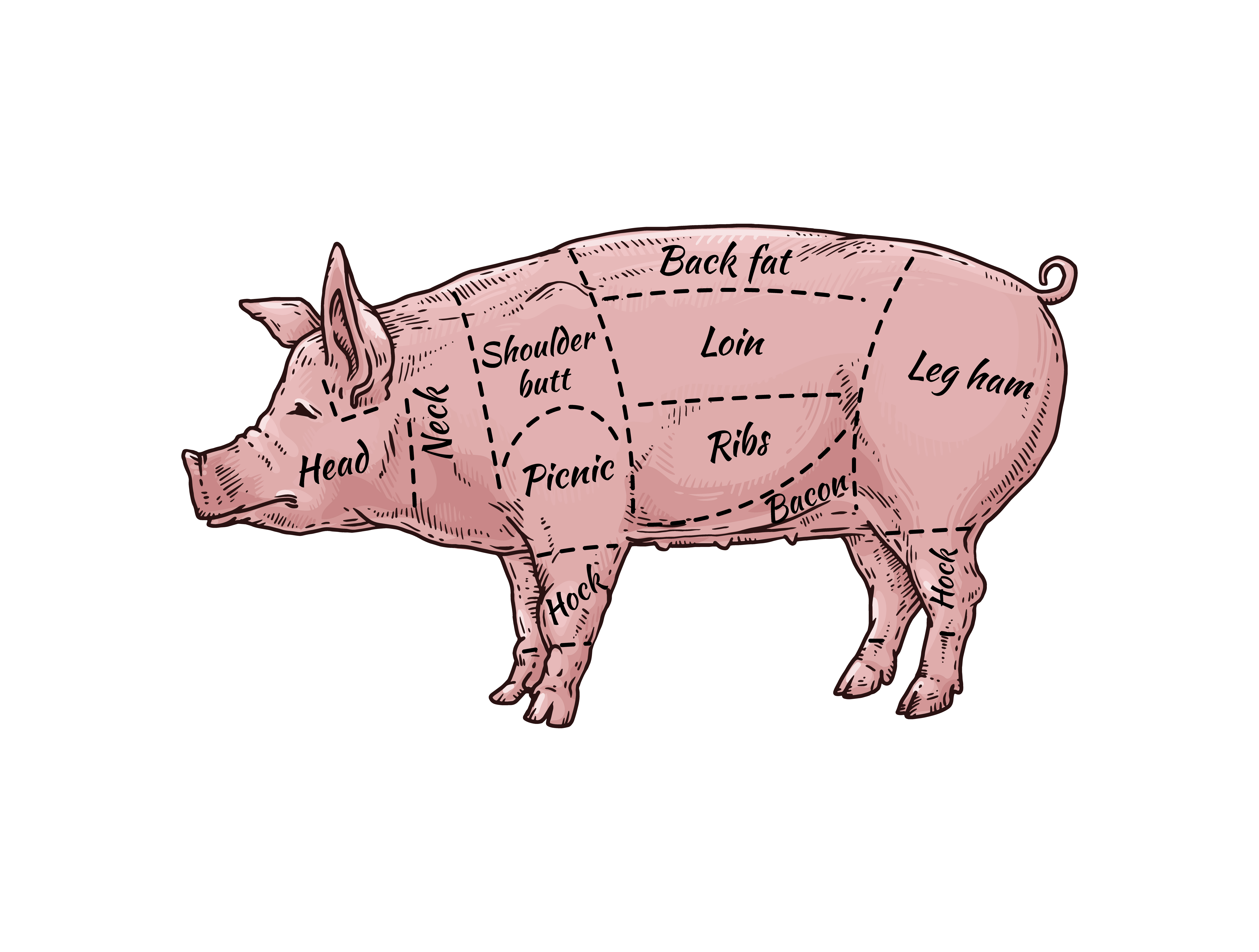 Pig meat body part guide for butcher shop - hand drawn pink farm animal with named pork cut parts. Loin, bacon, ribs and other sections - flat isolated vector illustration.