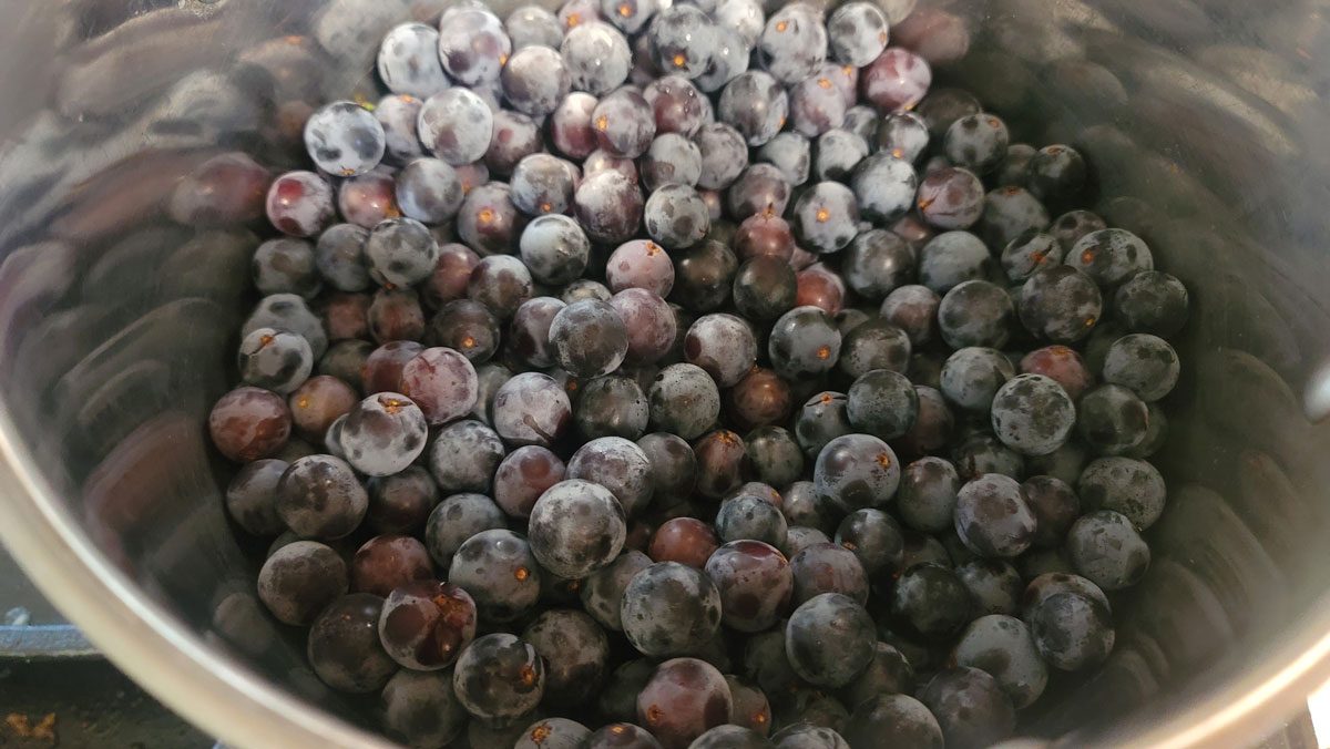 Whole concord grapes added to a large pot.