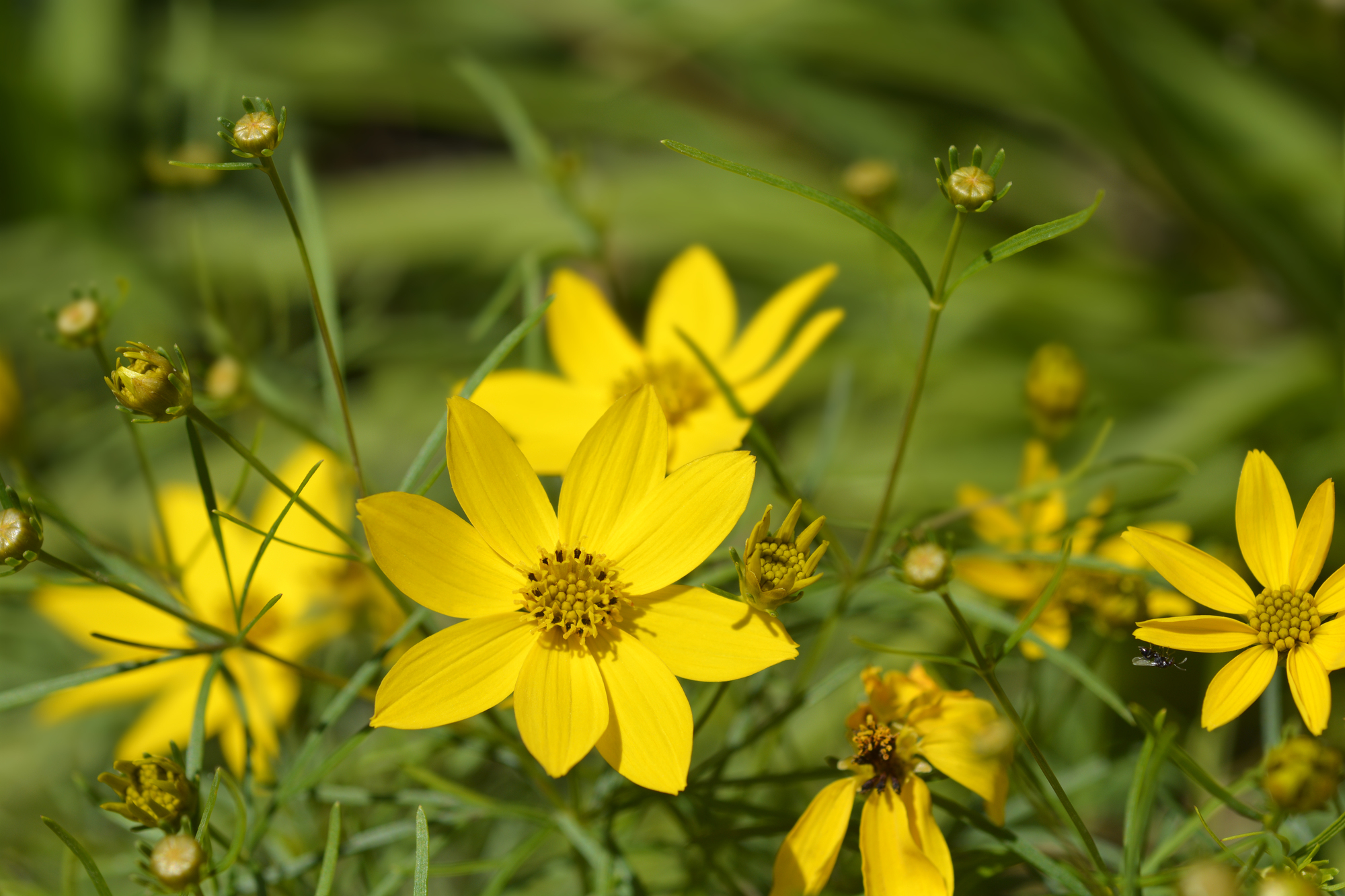 Whorled tickseed yellow flowers - Latin name - Coreopsis verticillata