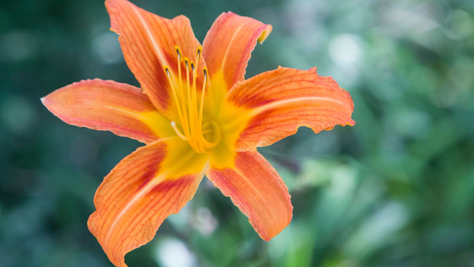 Single orange day lily.