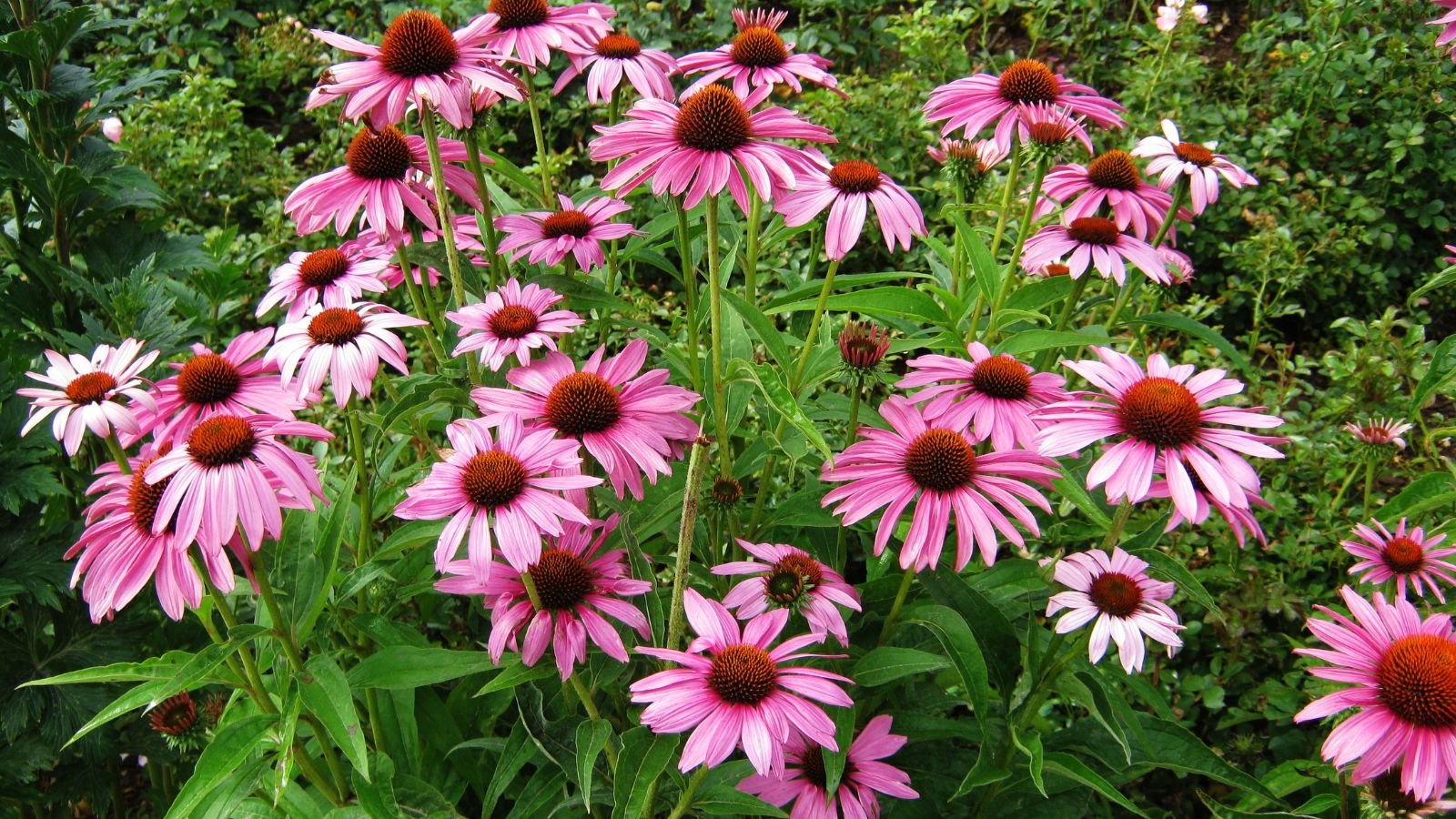 Pink coneflowers in a field.