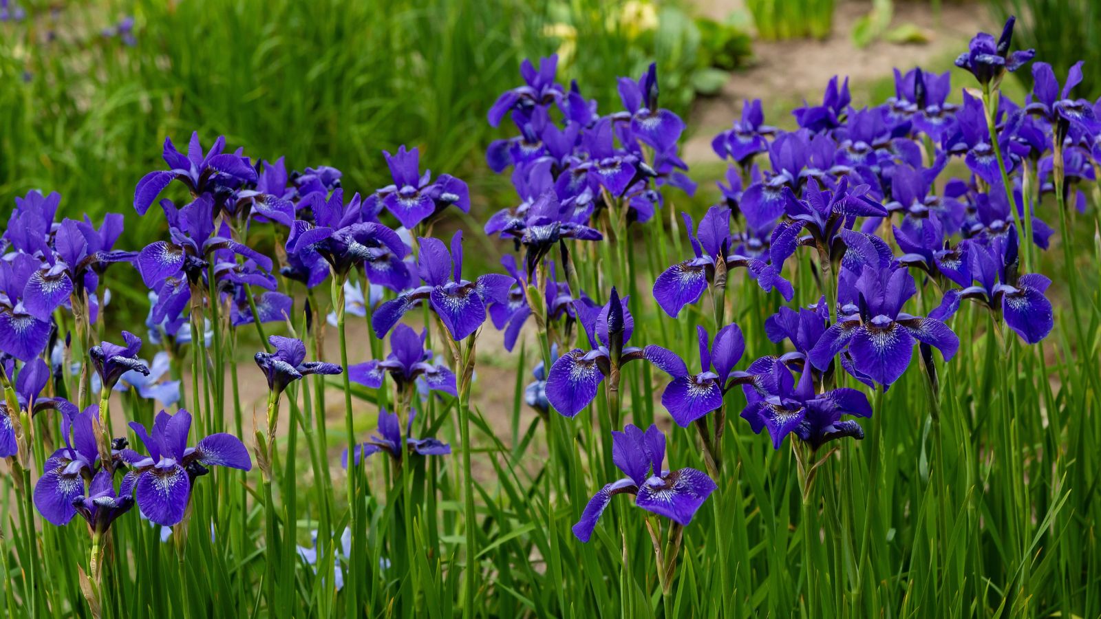 Large group of Siberian iris.