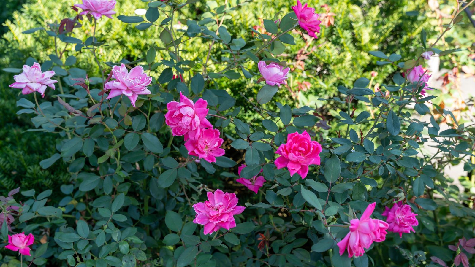Hot pink shrub rose bushes.
