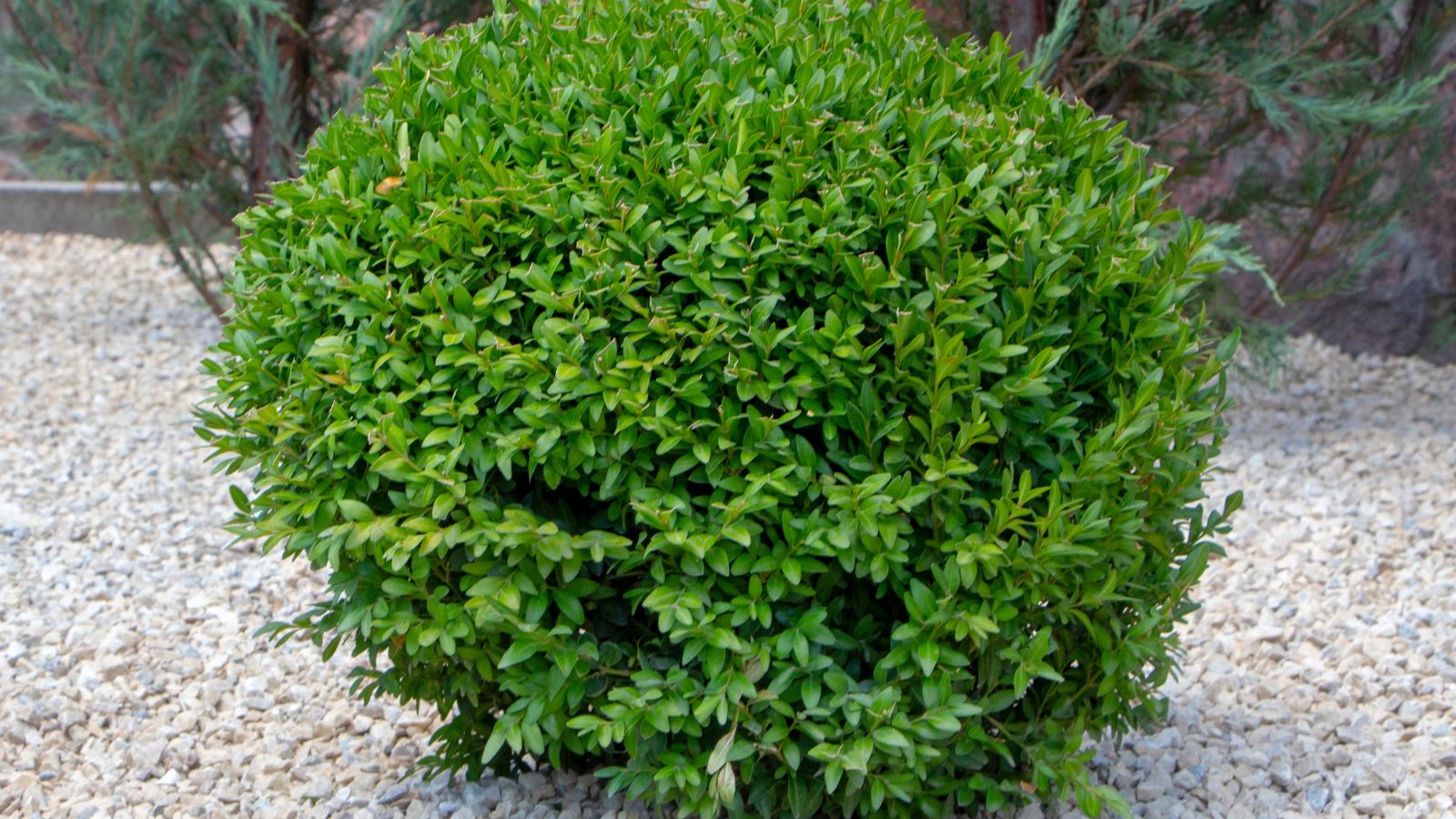 Boxwood shrub pruned into a ball.
