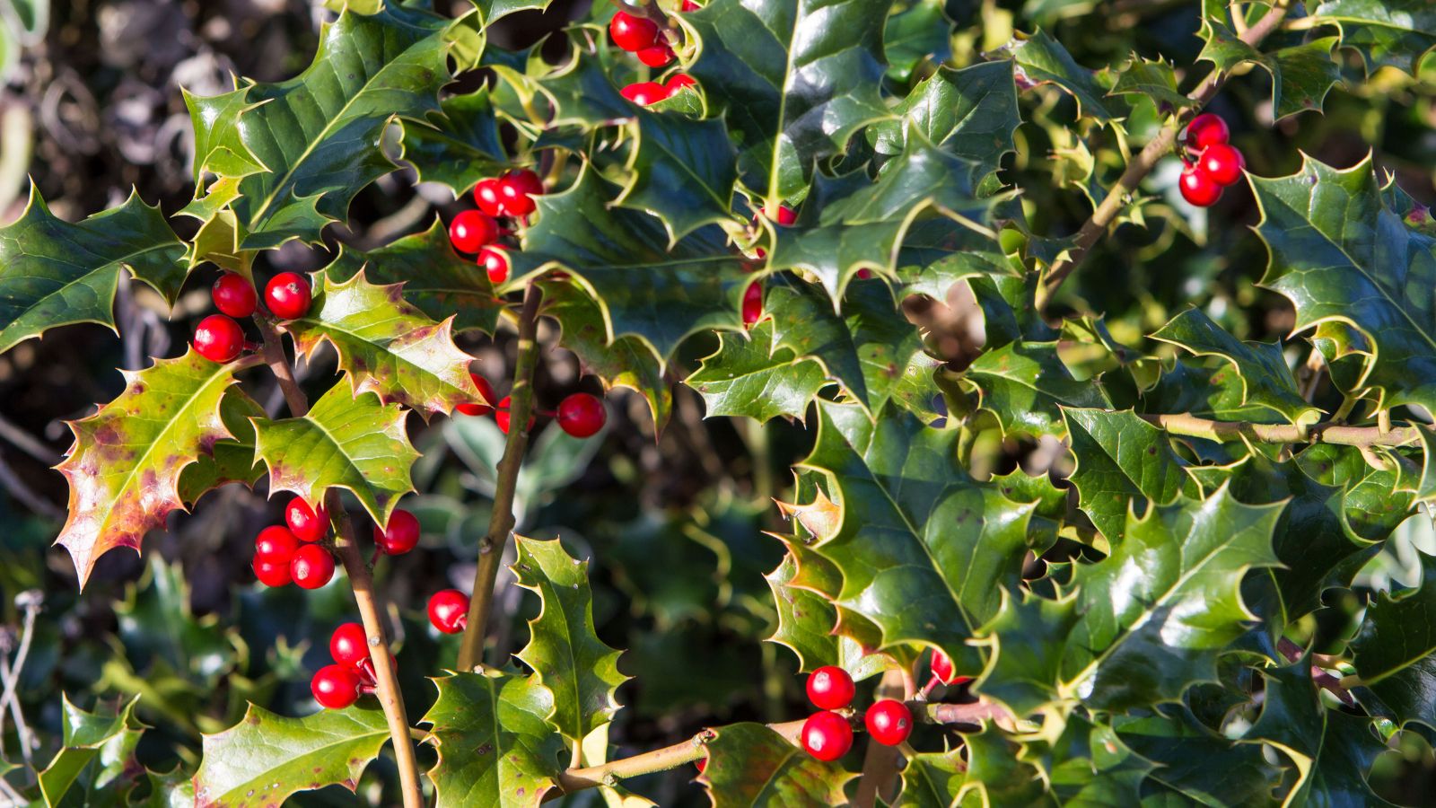 Holly bush with berries.