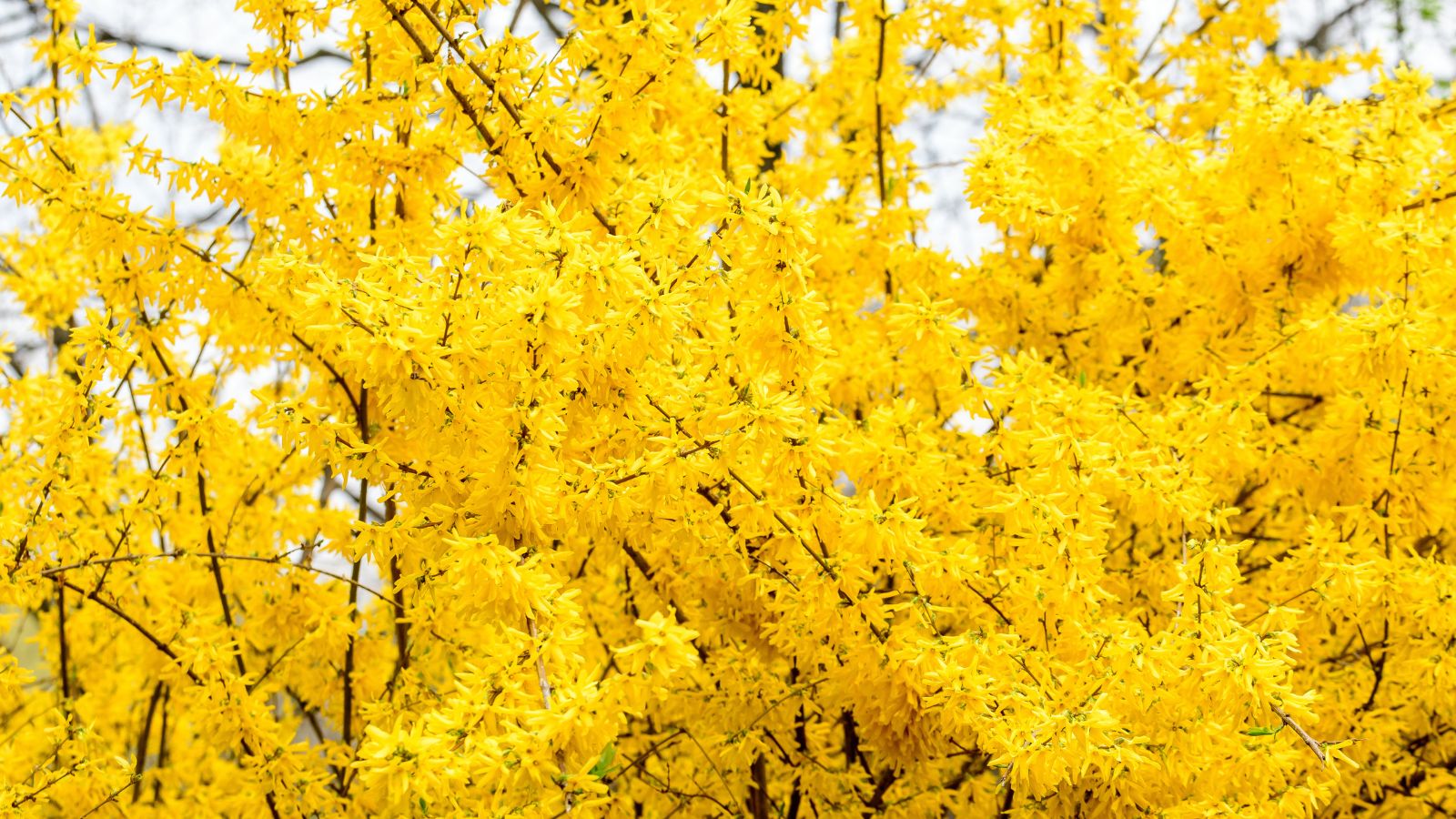Forsythia bushes in full bloom.