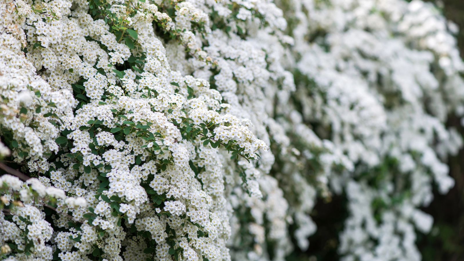Bridal veil spirea in full bloom.