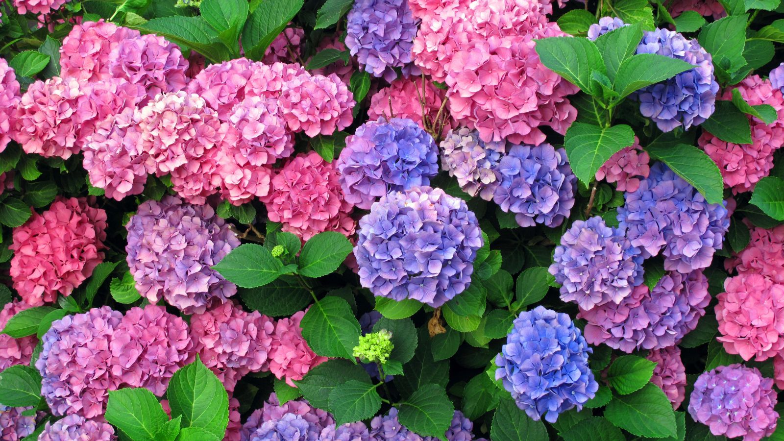 Huge hydrangea blossoms in shades of pink and purple.