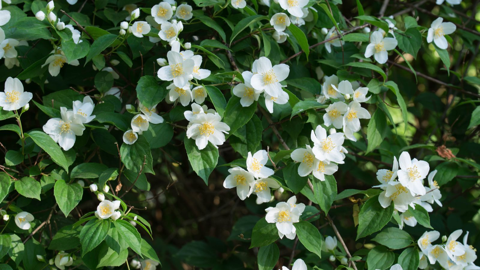 Pure white mock orange flowers on the shrub.