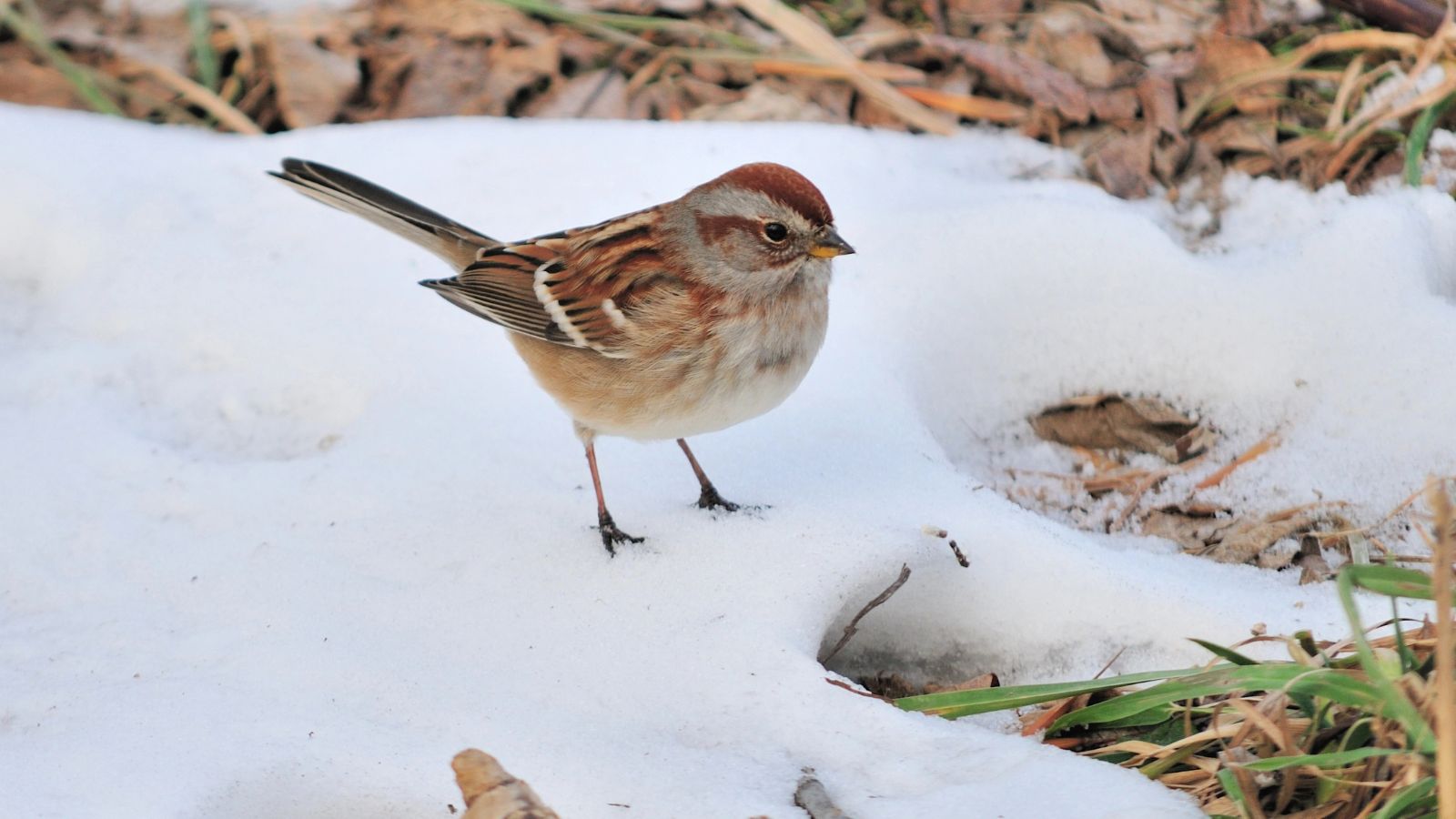 American tree sparrow foraging in the snow.