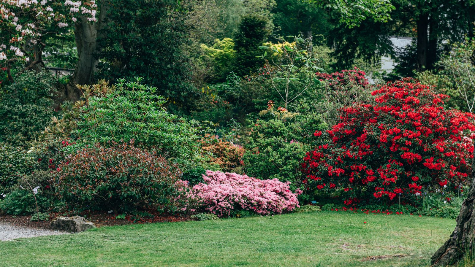 Flowering azalea bushes in a border planting.