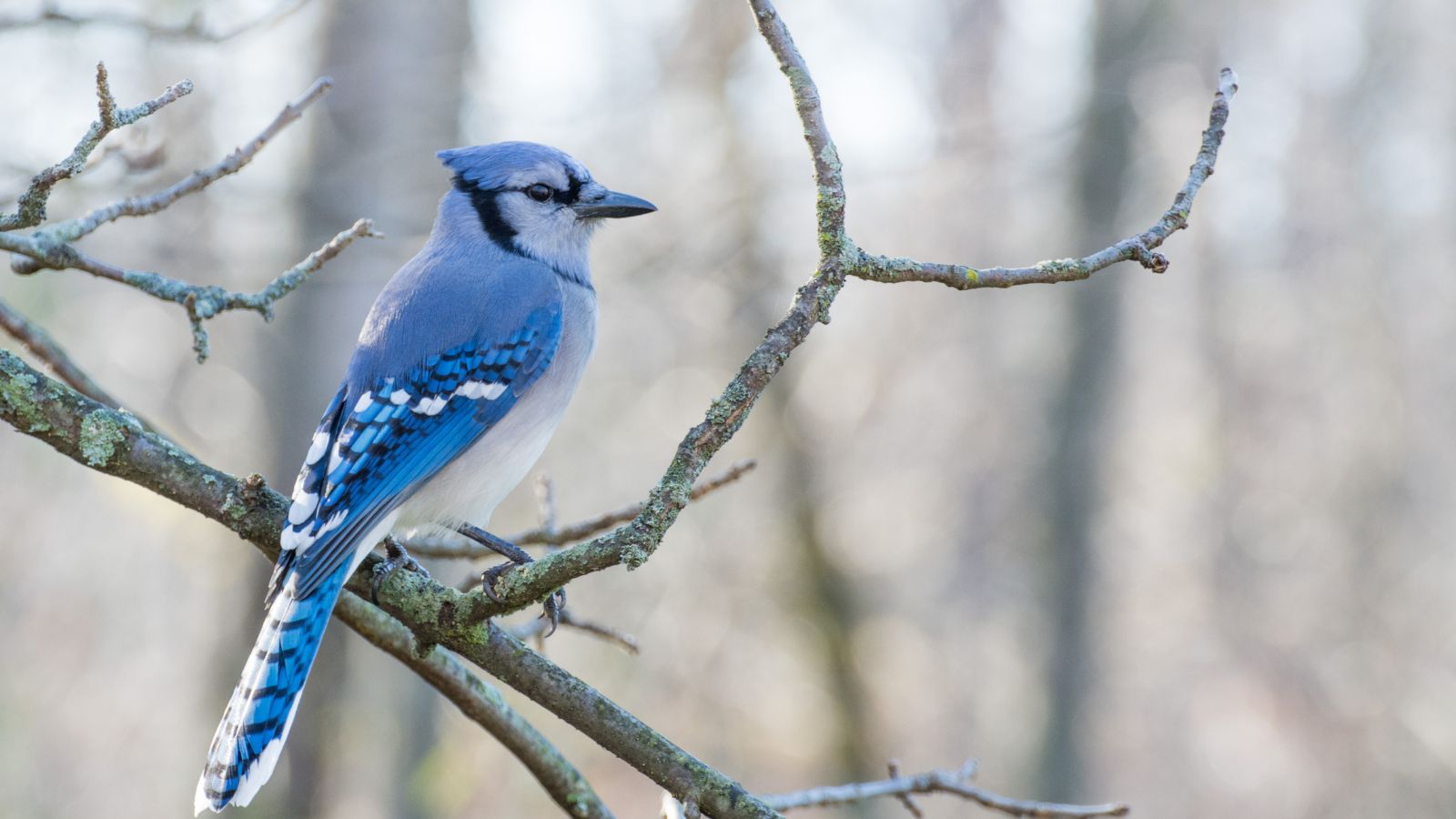 Blue jay on a branch in the winter.