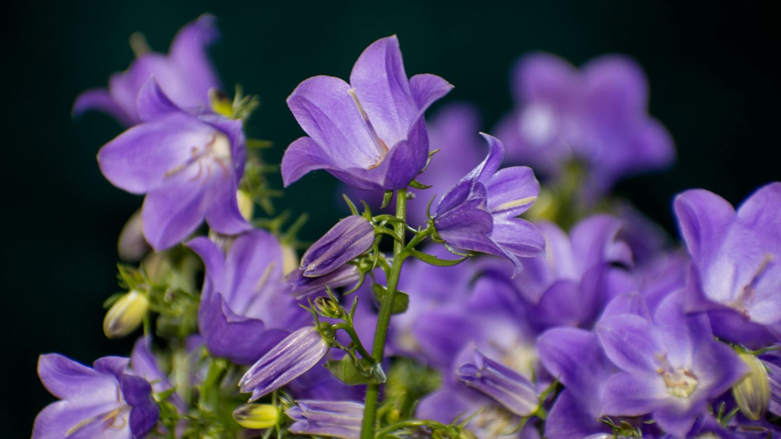 Purple bell flowers close up.
