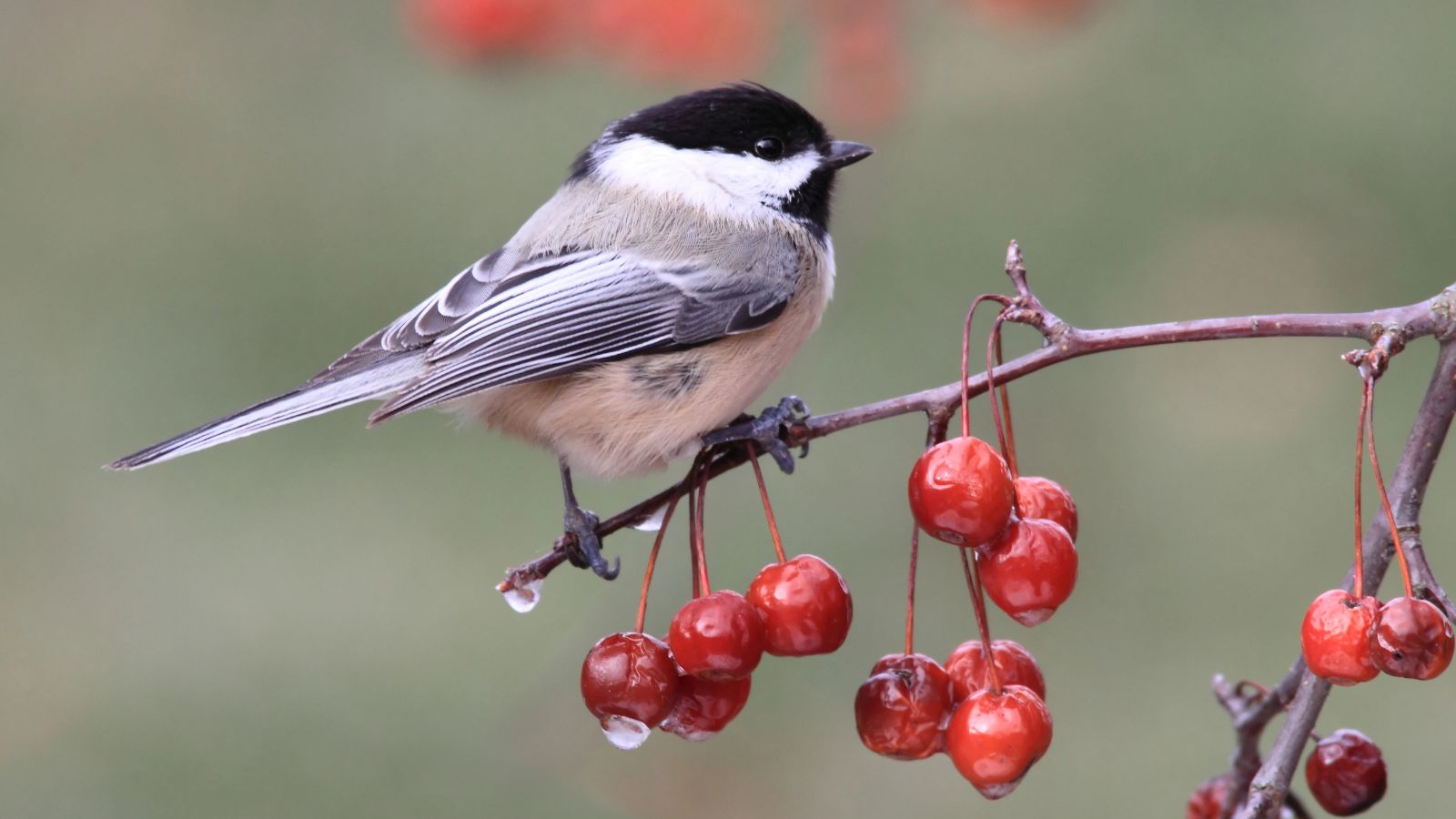 Chickadee on a branch with snow melting off a crab apple fruit.