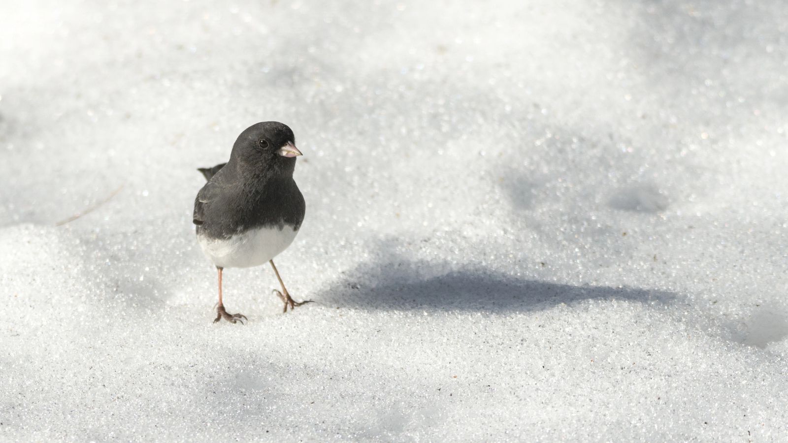 Dark-eyed Junco in the snow foraging for seeds.