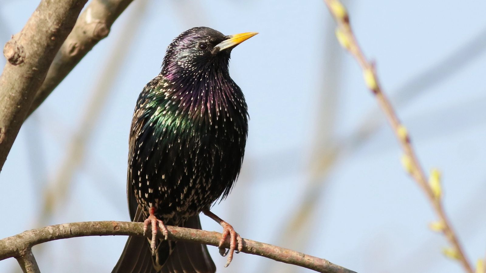 European starling on a branch in the early spring.