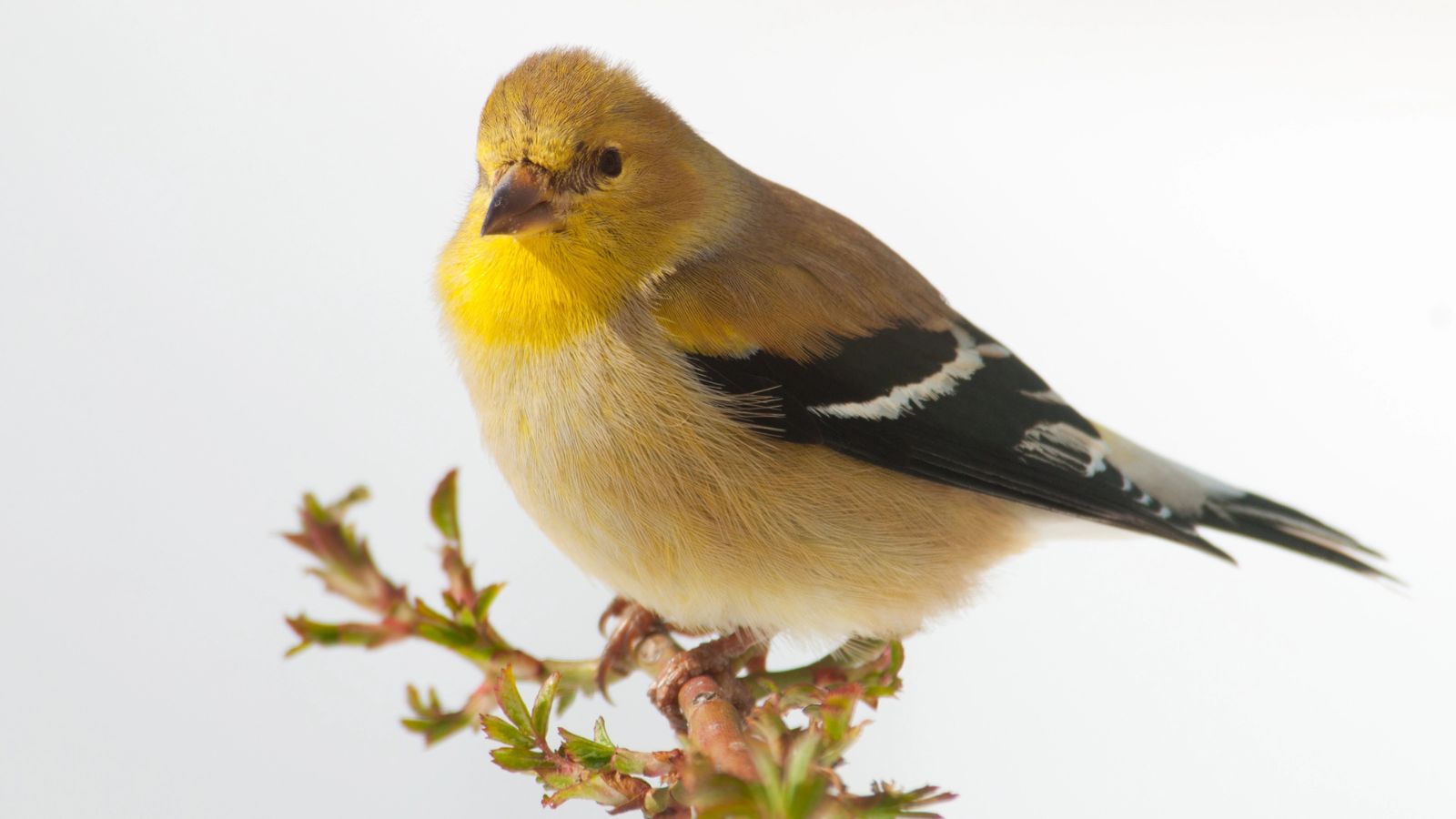 Male goldfinch in winter plumage.