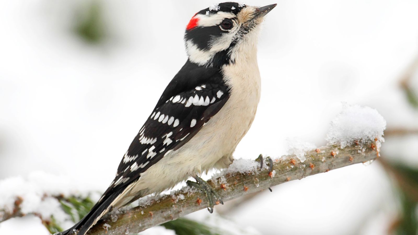 Downy woodpecker on a branch in a snowy scene.