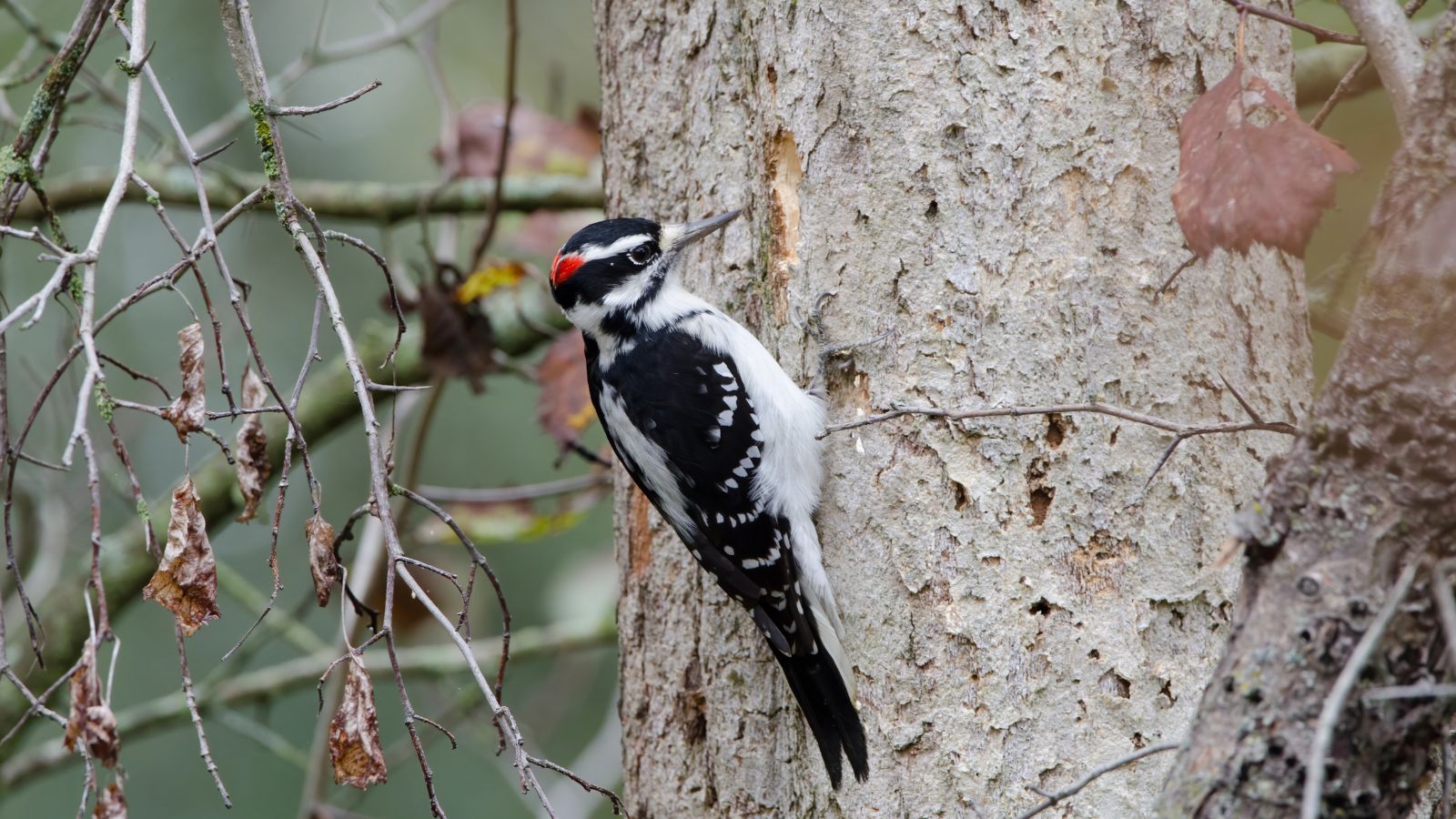 Hairy woodpecker on a tree trunk.
