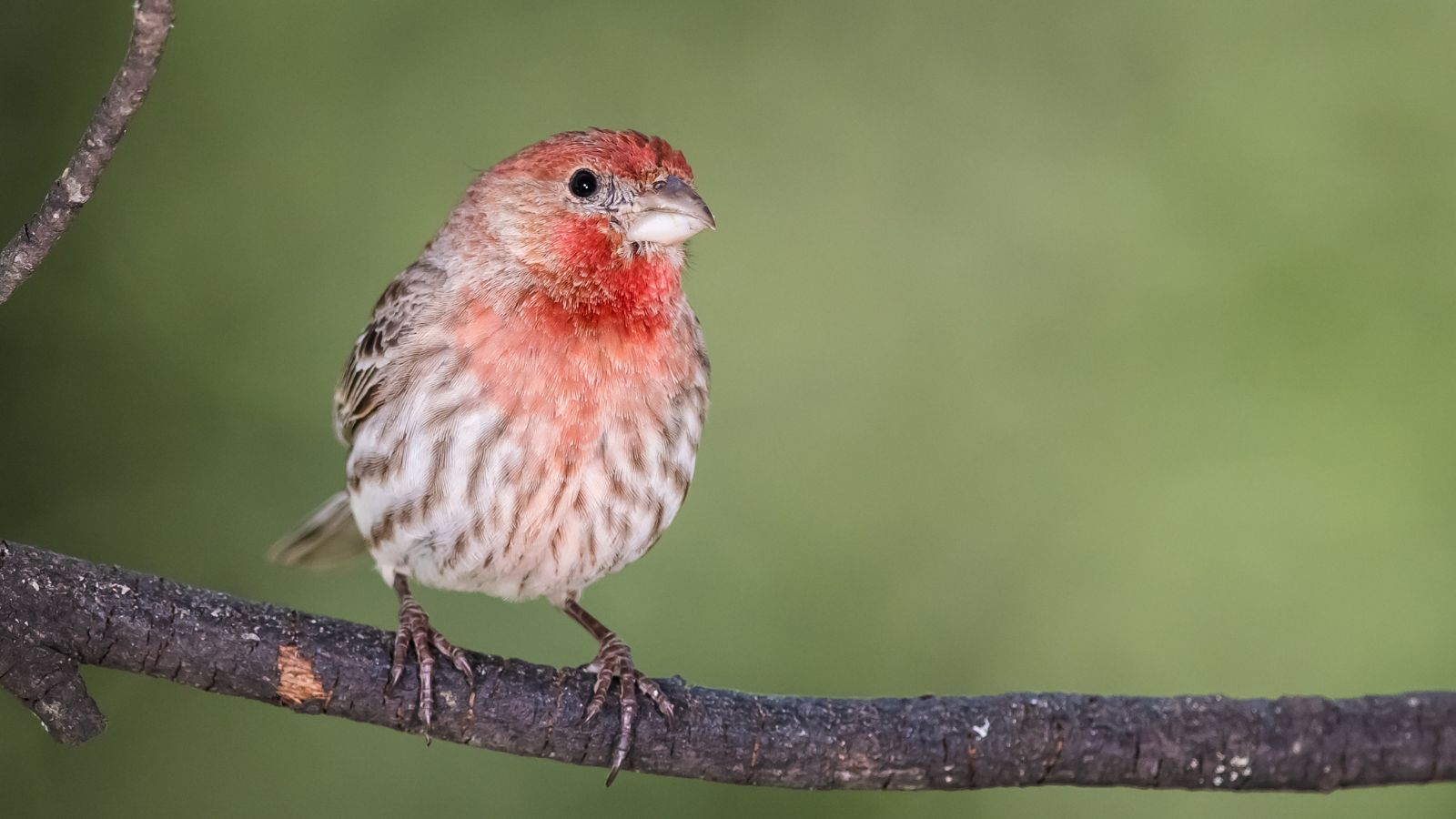 House finch on a tree branch.