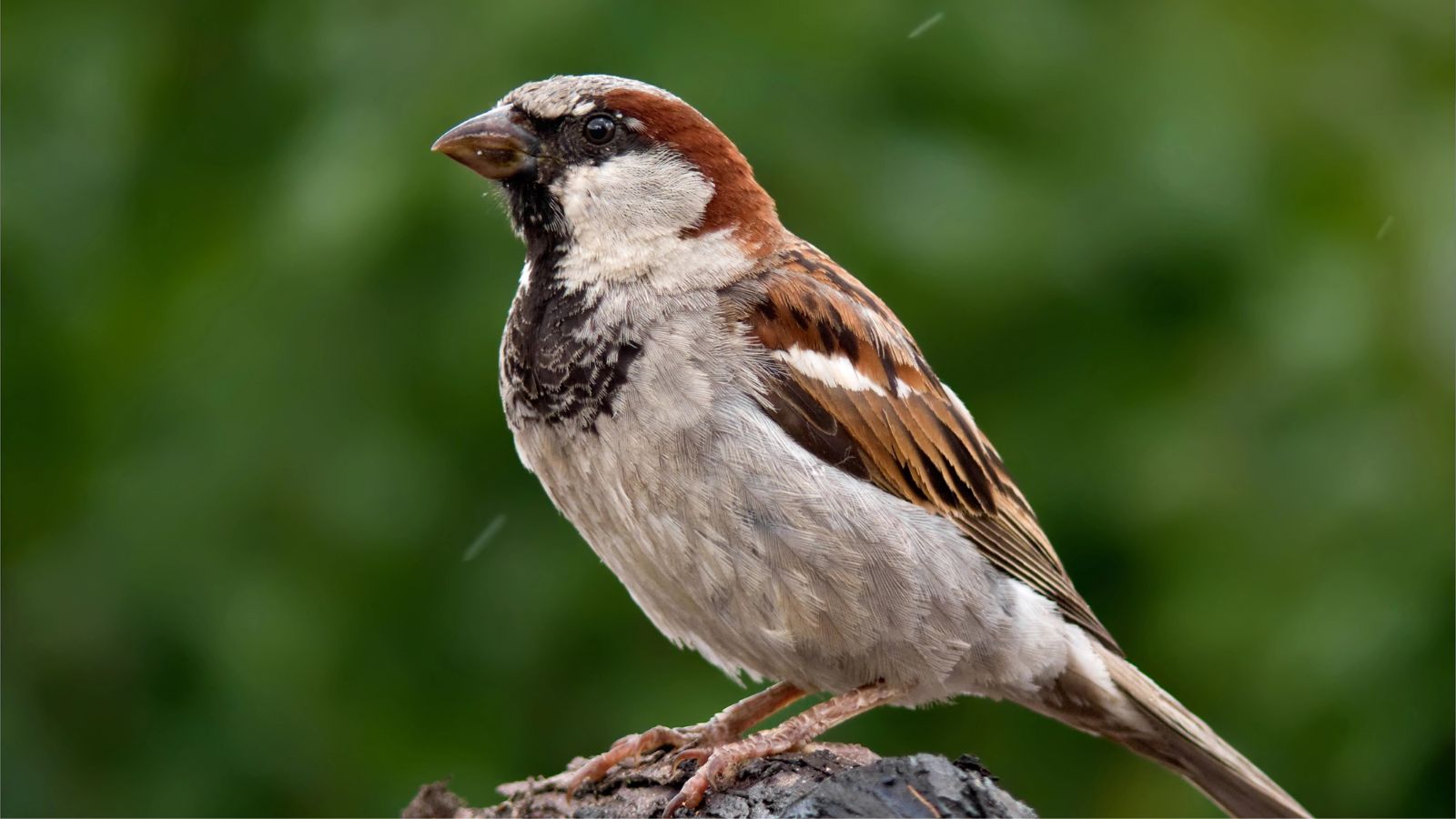 Male house sparrow on a branch.