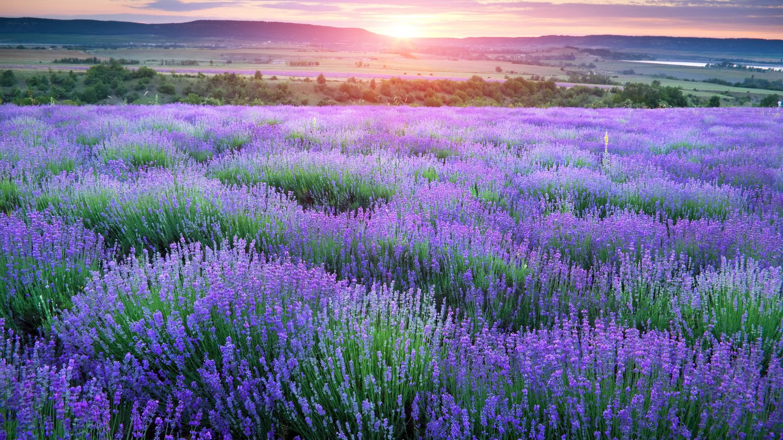 Field of purple lavender.