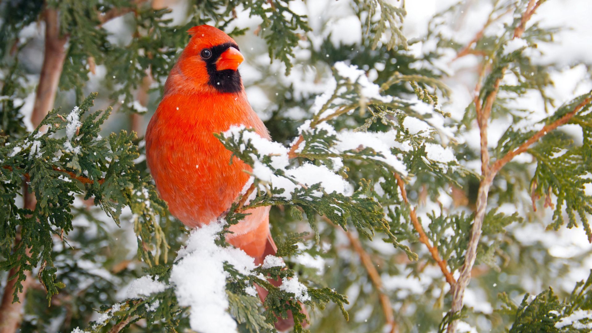 Male cardinal perched in a snowy cedar tree.