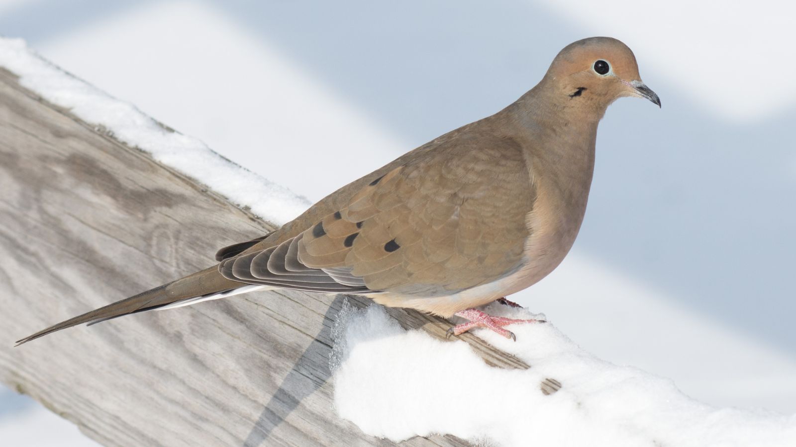 Mourning dove in a snowy scene.