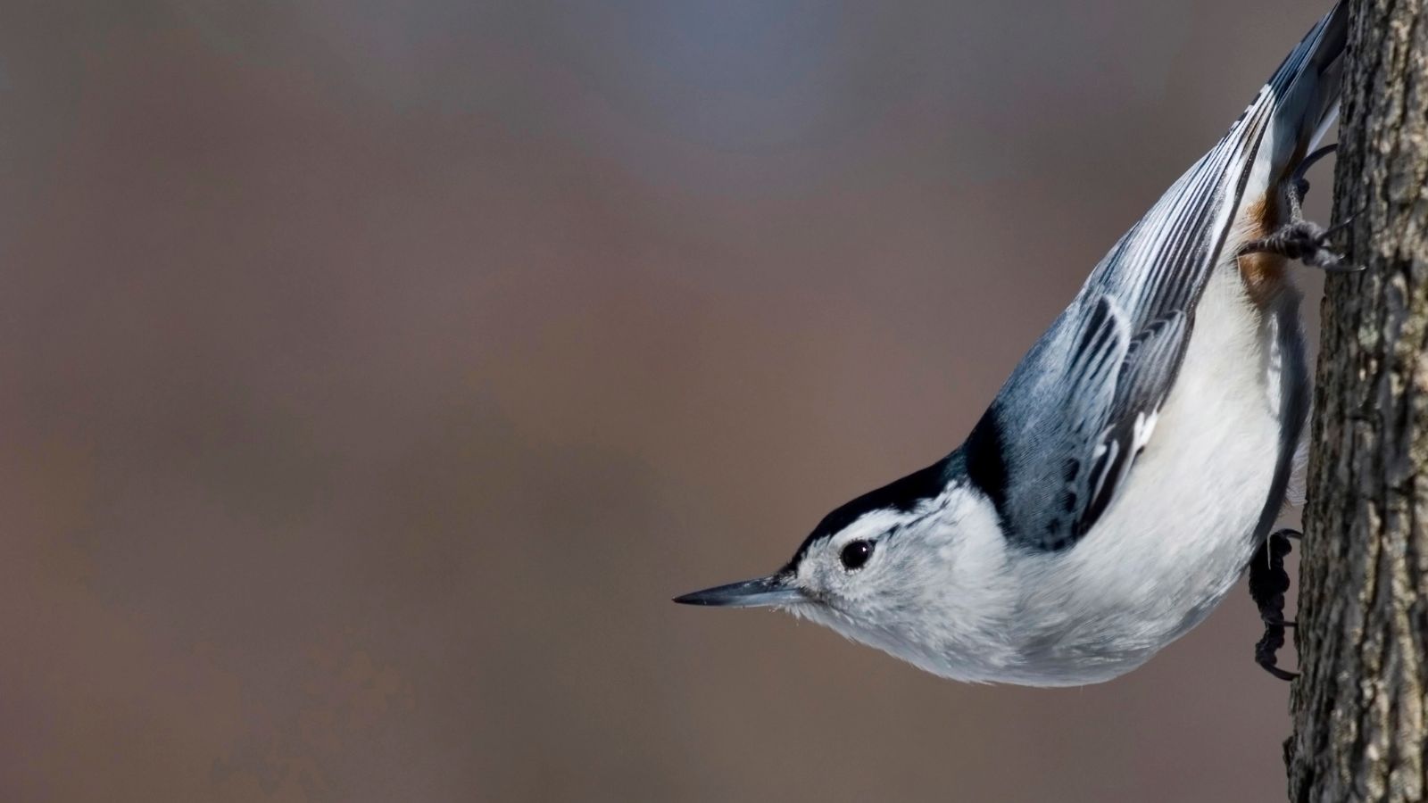 Nuthatch going down on a tree trunk.
