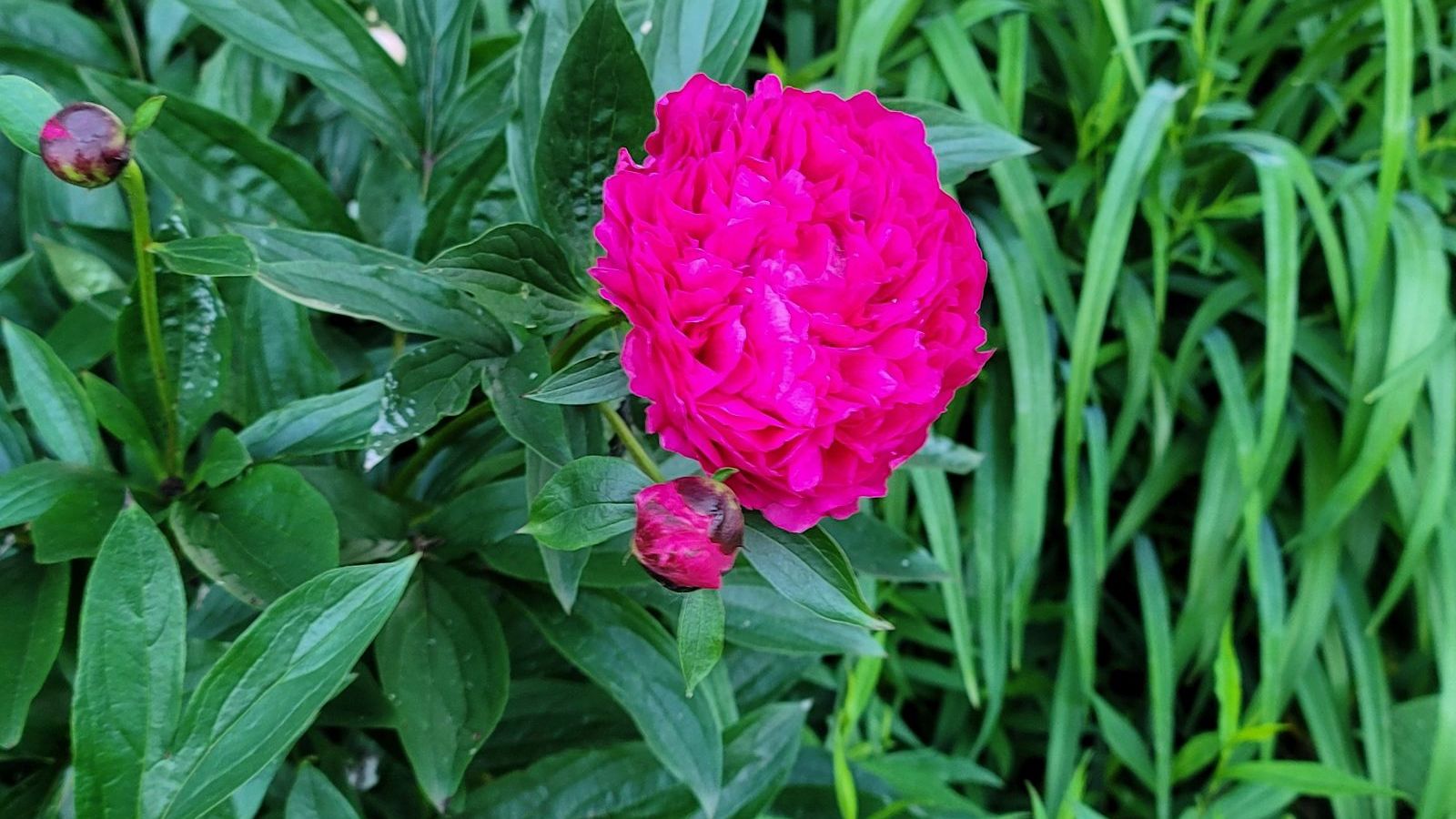 Magenta colored peony flower and buds.