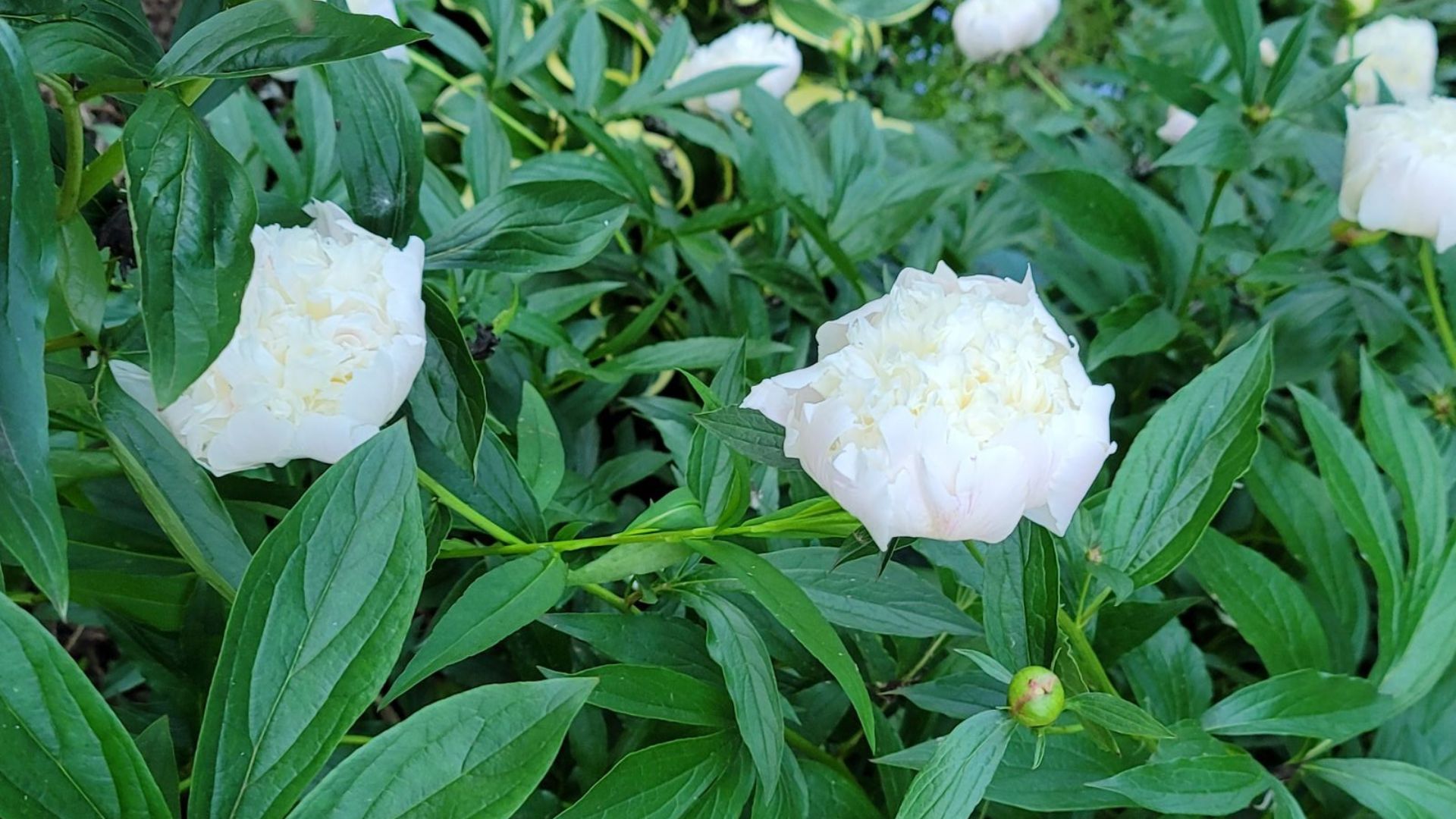 Large white peony in a flower bed.