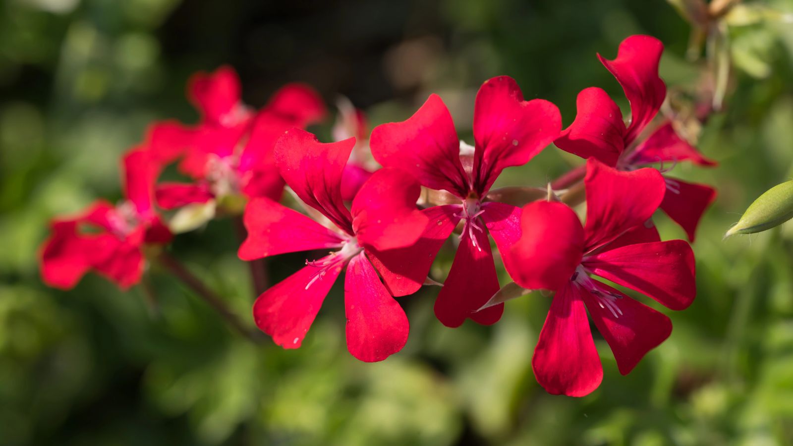 Beautiful red geranium flower.