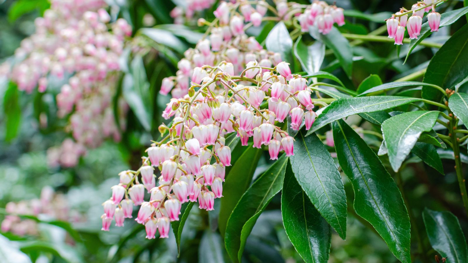 Pieris flower group, close up.