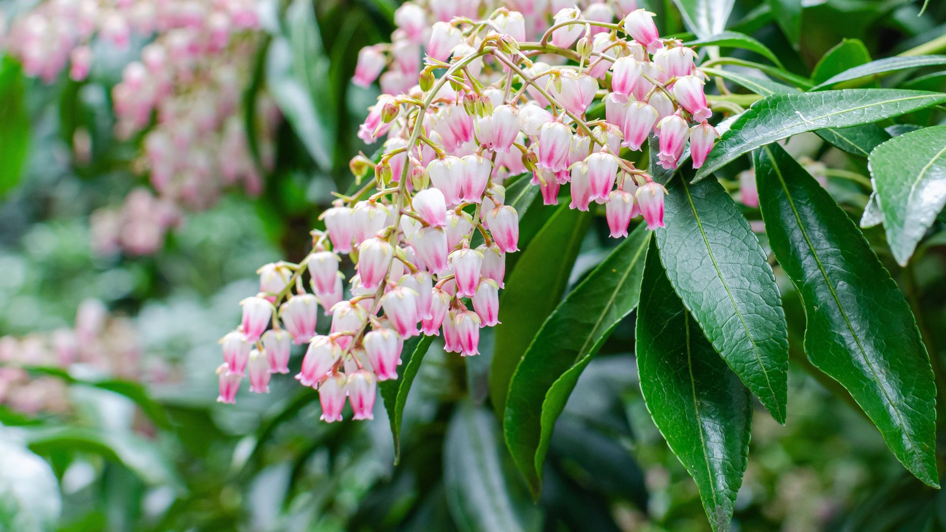 Close up of Pieris flower cluster with leaves.