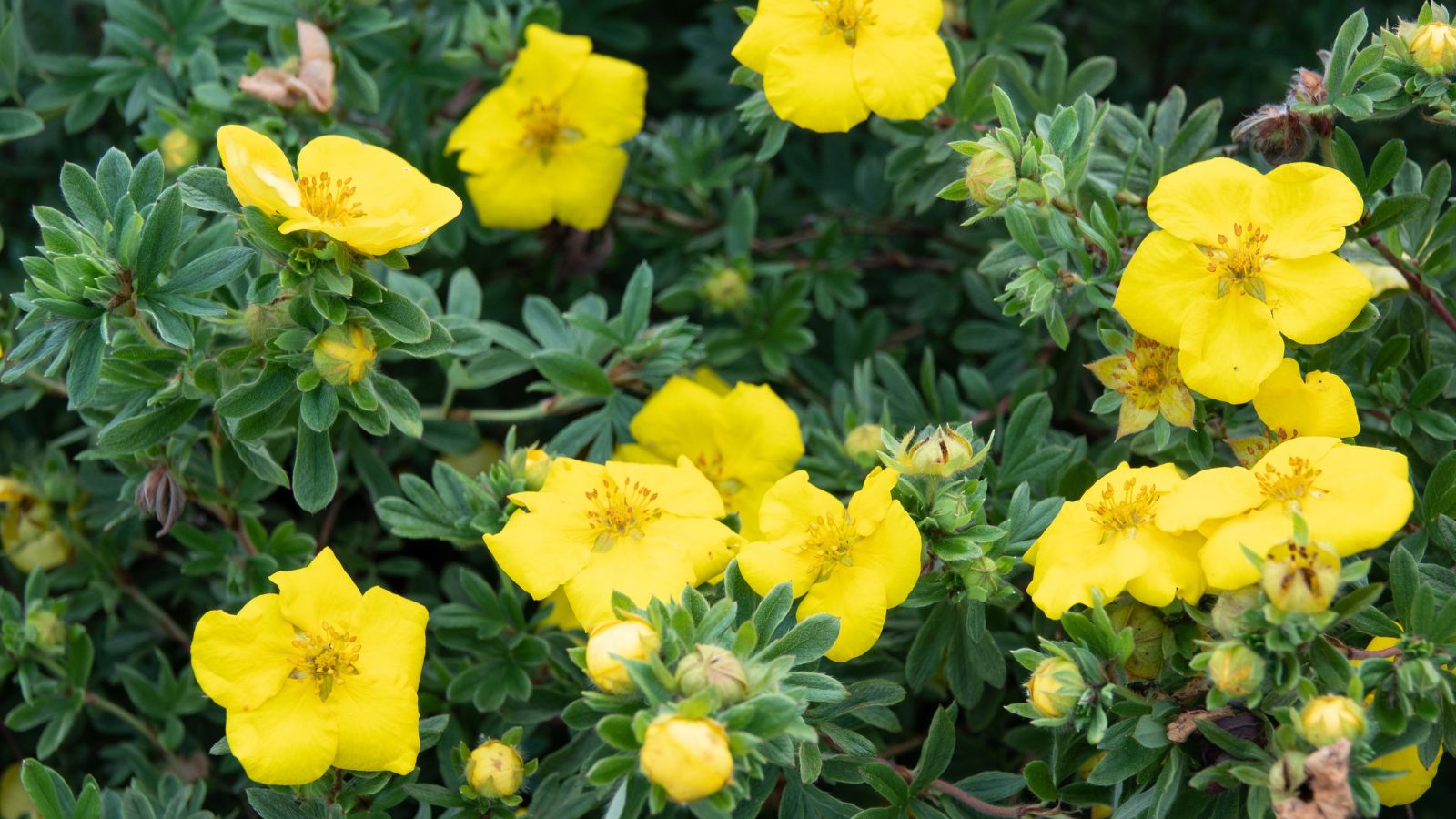 Bright yellow potentilla flowers.