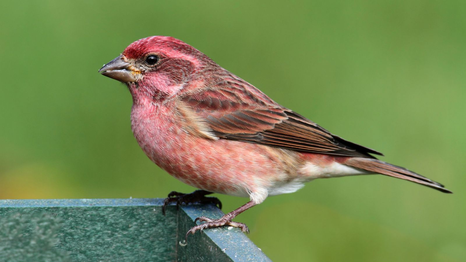Purple finch on a feeder.