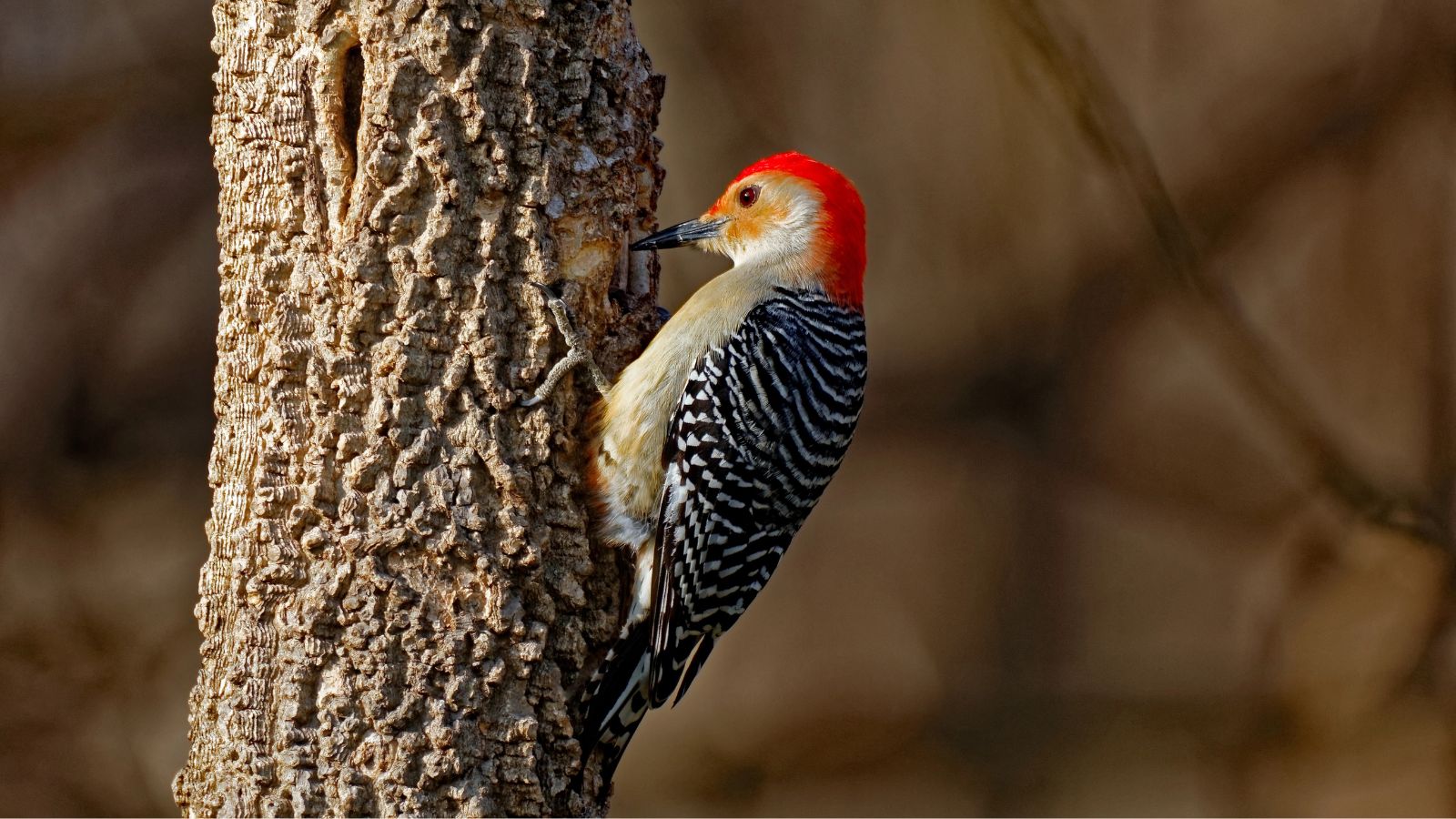 Red bellied woodpecker on a tree trunk.