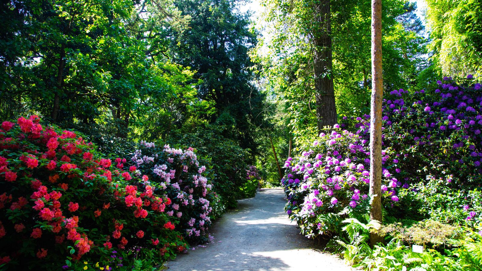 Large rhododendrons in bloom along a path.