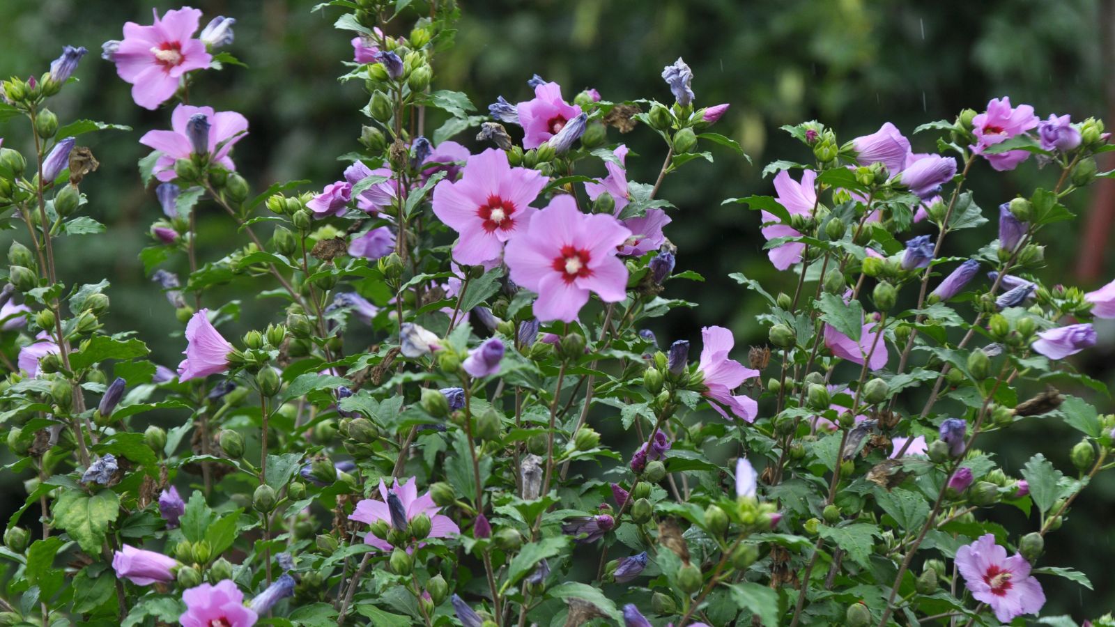 Purple flowers with red "eyes" of rose of Sharon bush.