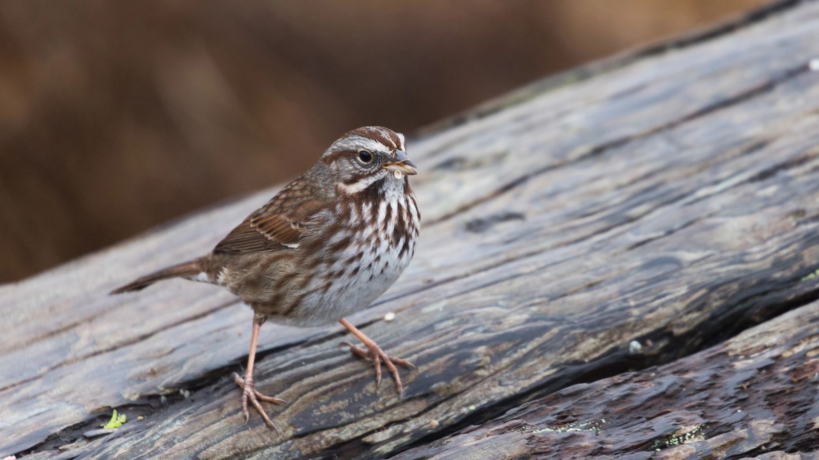 Song sparrow perched on a large log.