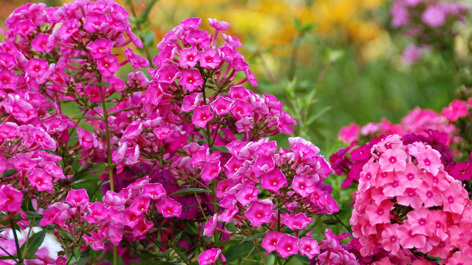 Group of large pink phlox flowers.