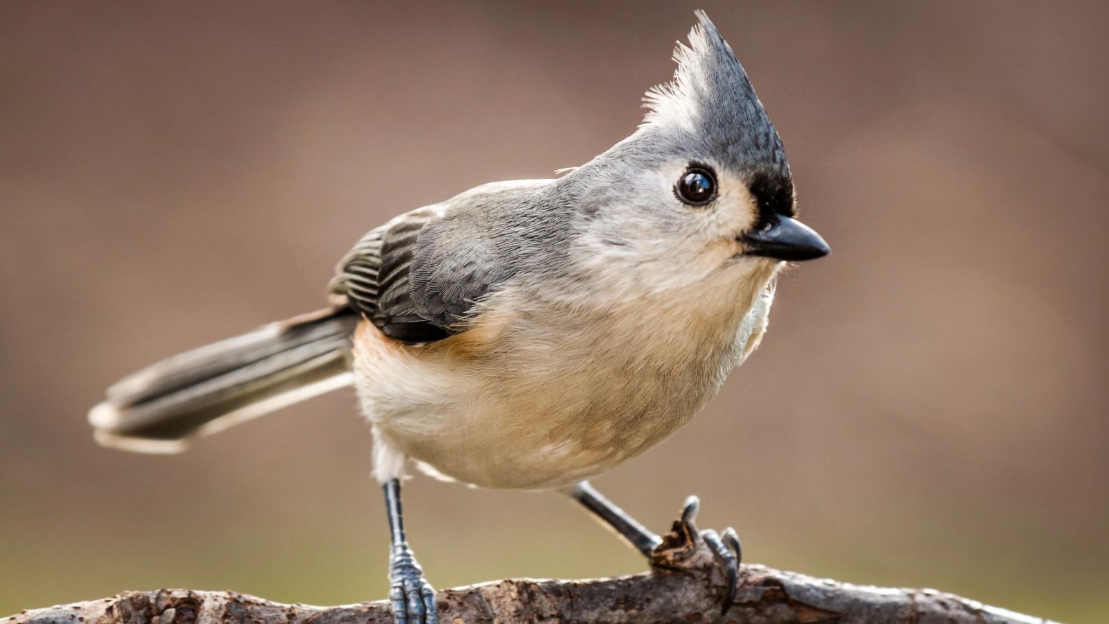 Tufted titmouse on a tree branch.