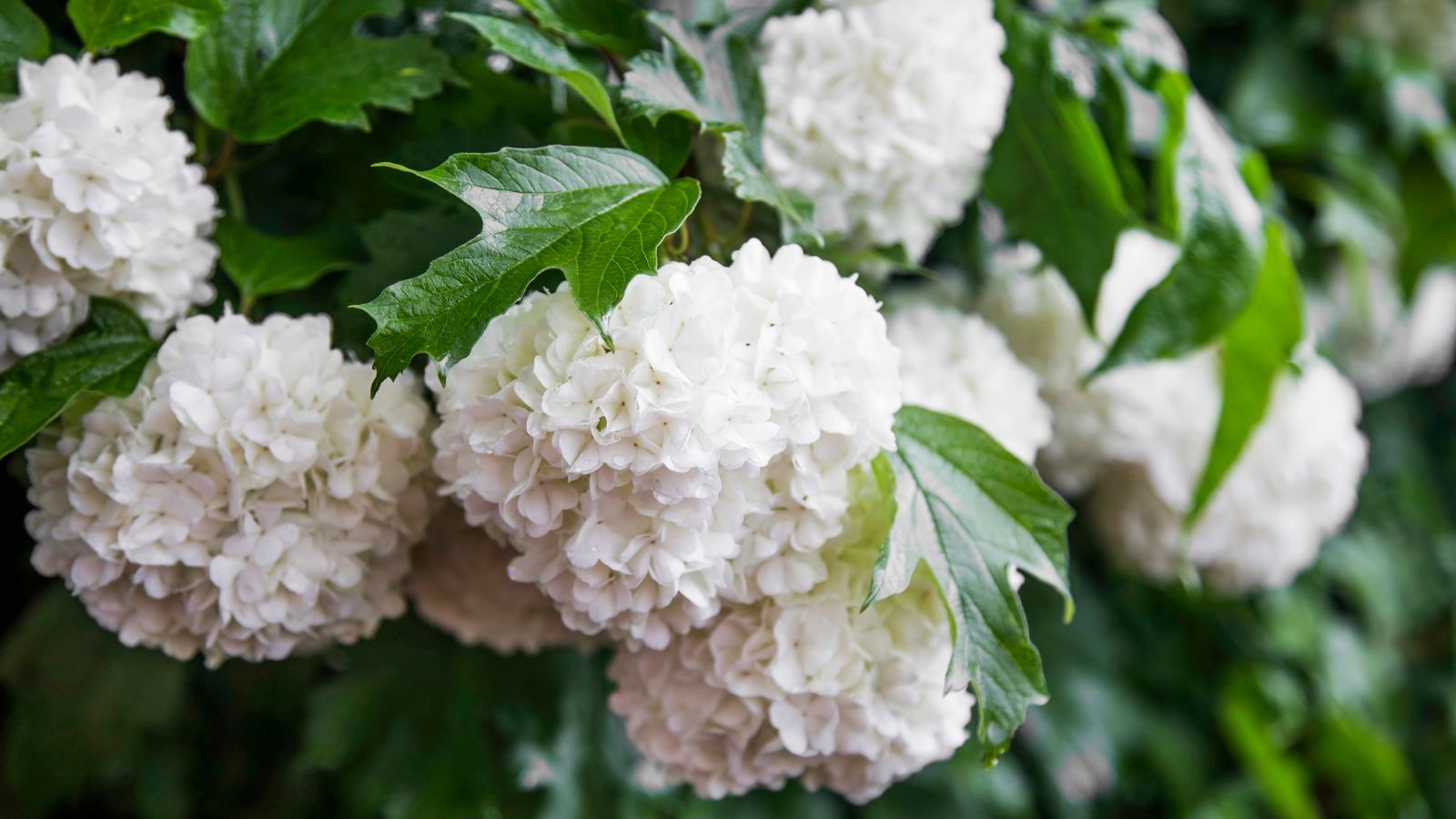 Snowball viburnum in full bloom.