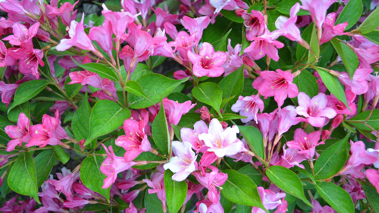 Weigela in full flower with pink blossoms.