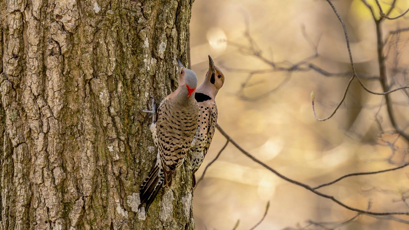 Breeding pair of Northern flickers on a tree trunk.