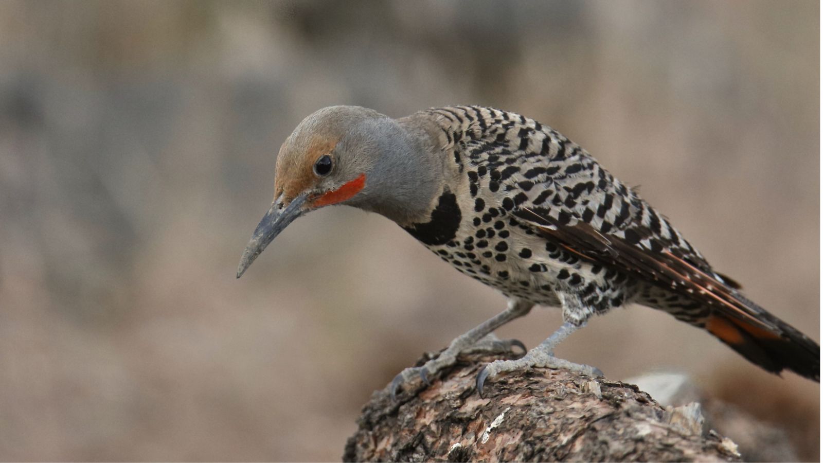 Red shafted flicker on a downed log.