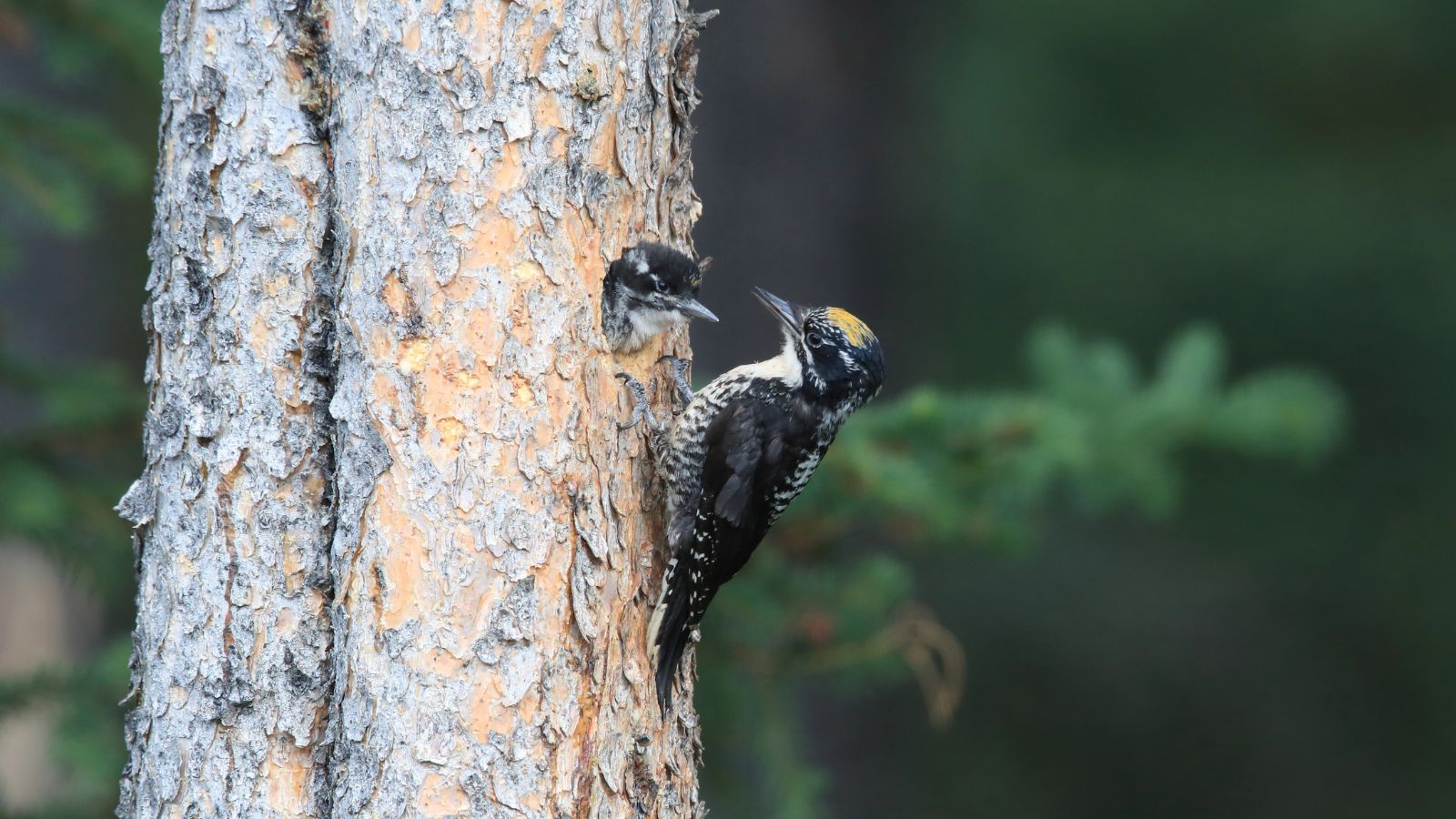 Black-bellied woodpecker on a tree trunk feeding his young.